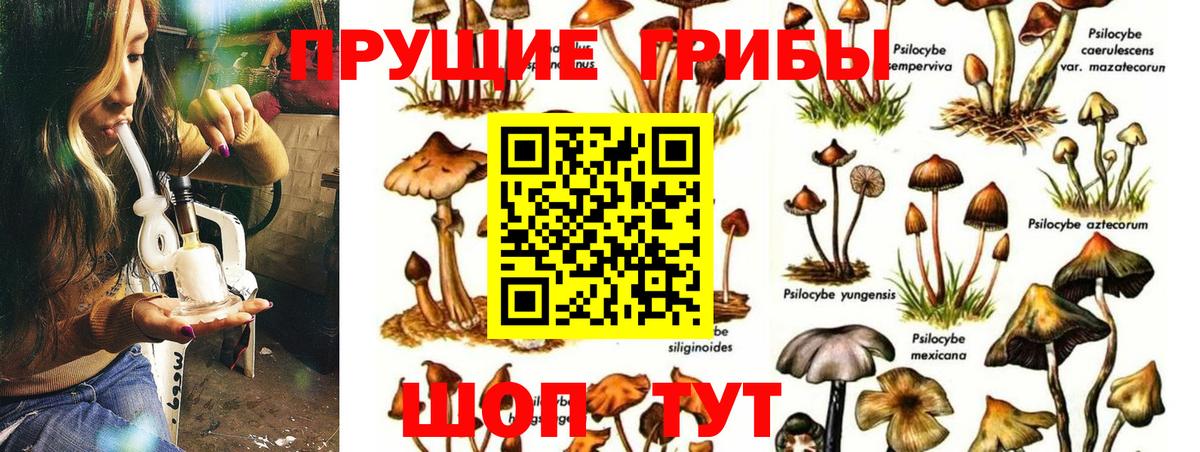 Псилоцибиновые грибы мицелий Павлово